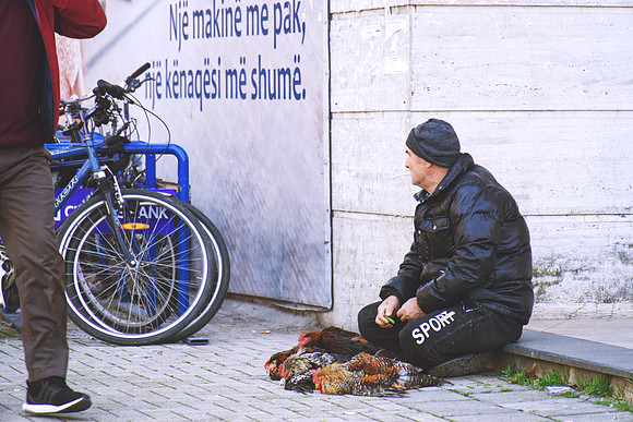 Galline e città – Tirana Chickens and the City – Tirana