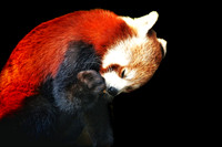 PANDA ROSSO