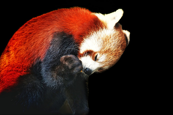 PANDA ROSSO