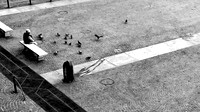 RedZone-birdman