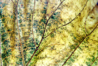 Leaves-2