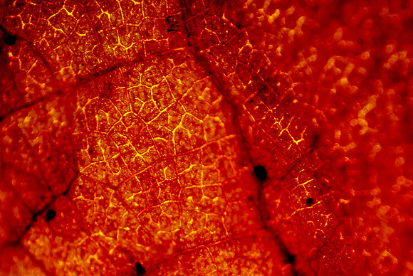 Leaves-4