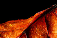 Leaves-7