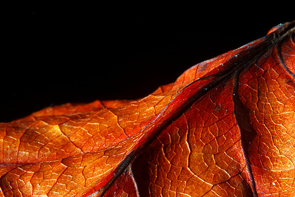 Leaves-7