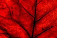 Leaves-8