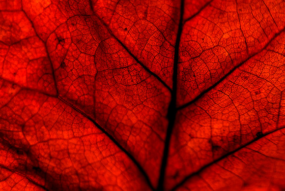 Leaves-8