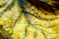 Leaves-3