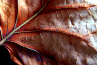Leaves-5