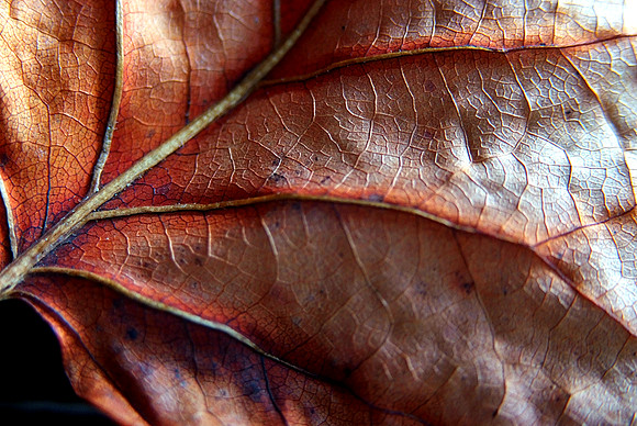 Leaves-5