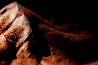 Leaves-6