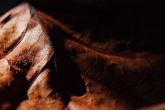 Leaves-6